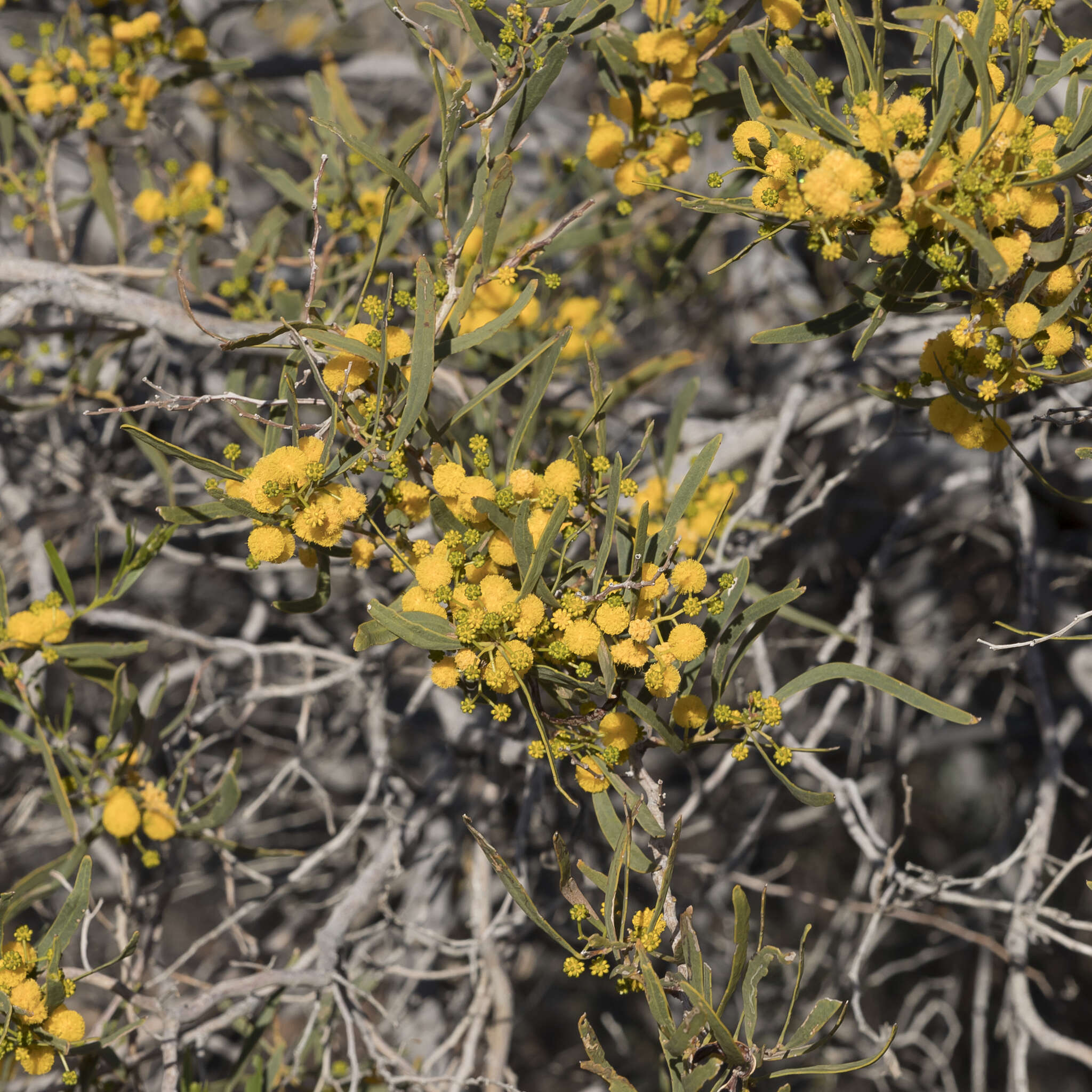 Image of acacia