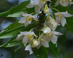 Imagem de Dendrobium aqueum Lindl.