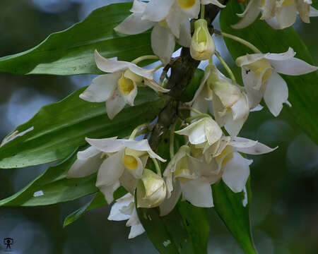 Imagem de Dendrobium aqueum Lindl.