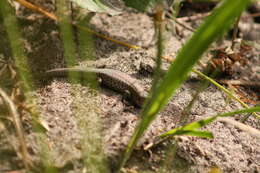 Image of South-western Rock-skink