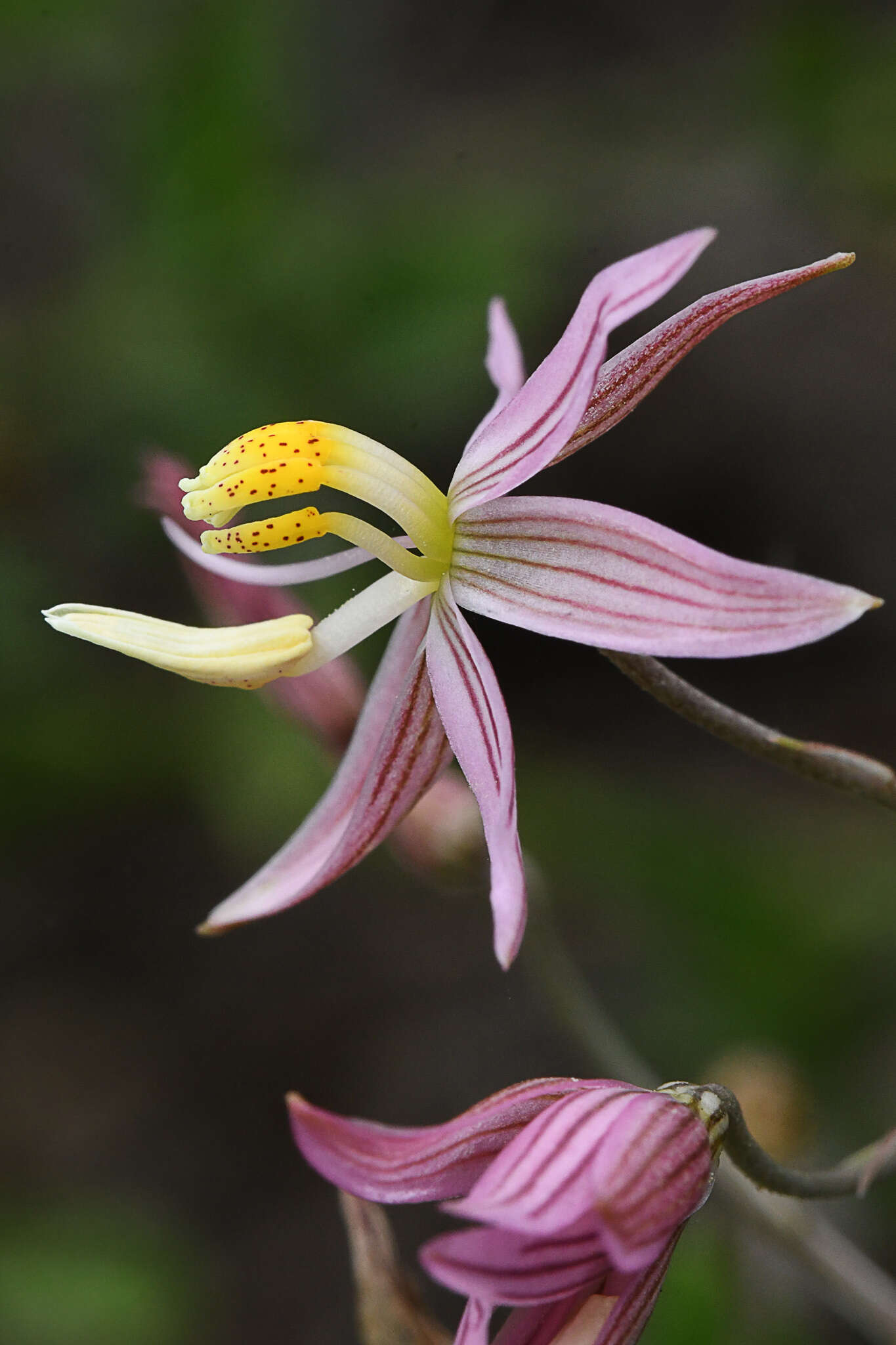 Image of Cyanella lutea subsp. rosea (Eckl. ex Baker) J. C. Manning & Goldblatt