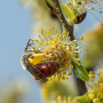 Image of Andrena erythrogaster (Ashmead 1890)