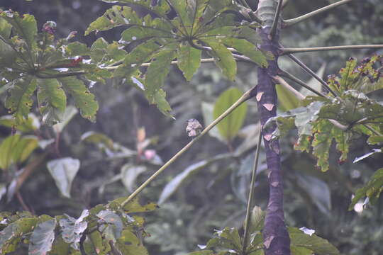 Image of Slaty-capped Flycatcher