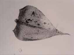 Image of Rhynchostegium tenuifolium Reichardt 1870