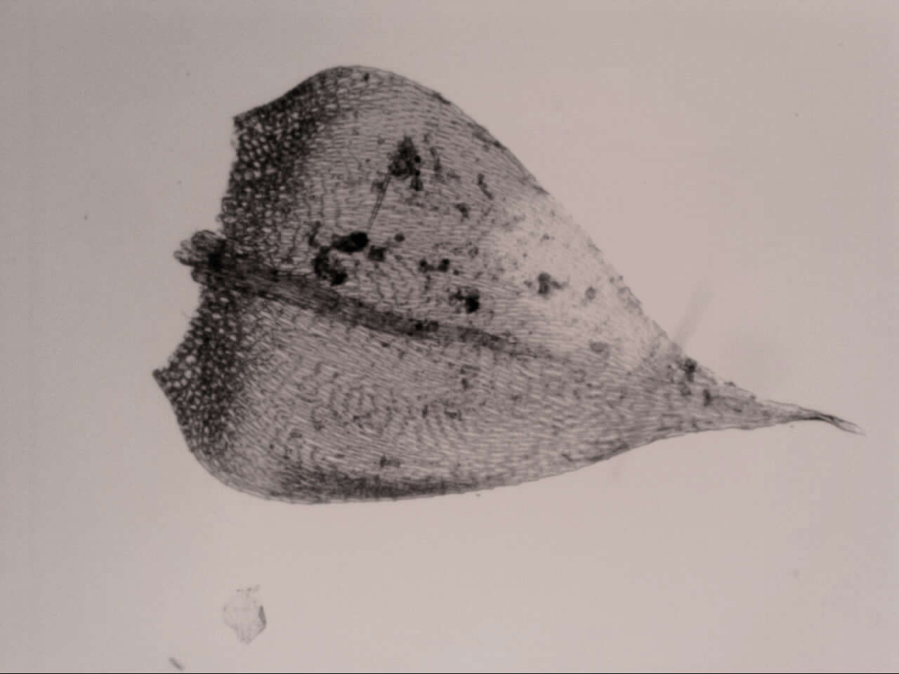 Image of Rhynchostegium tenuifolium Reichardt 1870