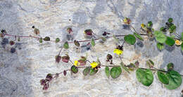 Image of Kickxia spuria subsp. integrifolia (Brot.) R. Fernandes