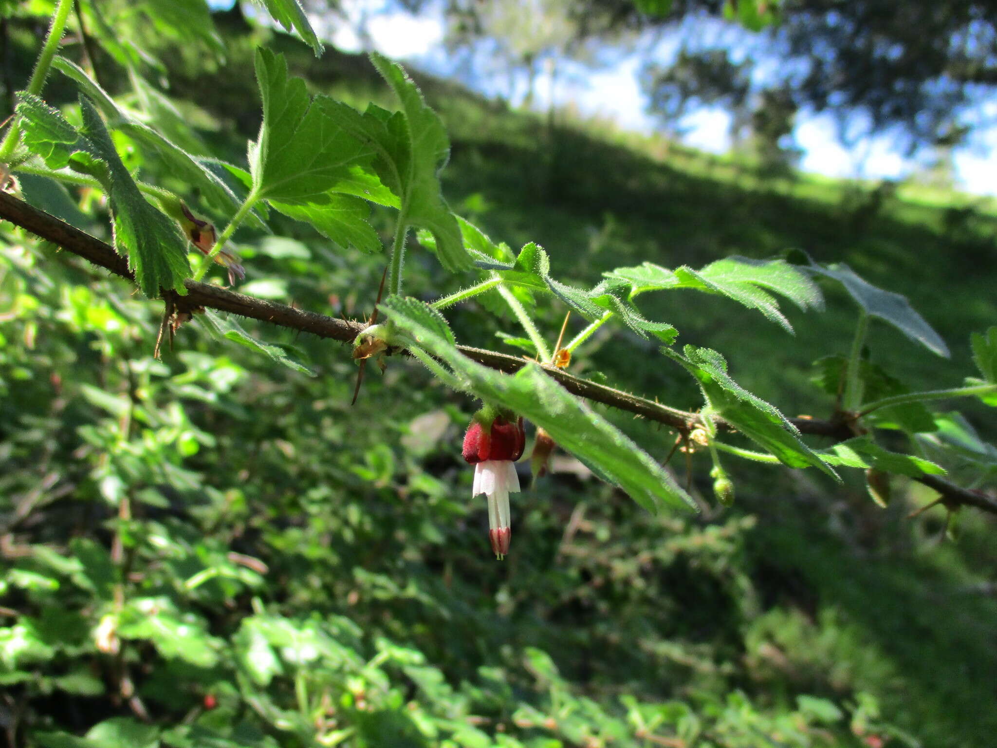 Image of canyon gooseberry