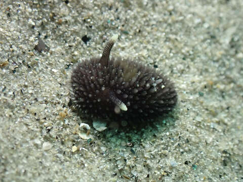 Image of Acanthodoris brunnea MacFarland 1905