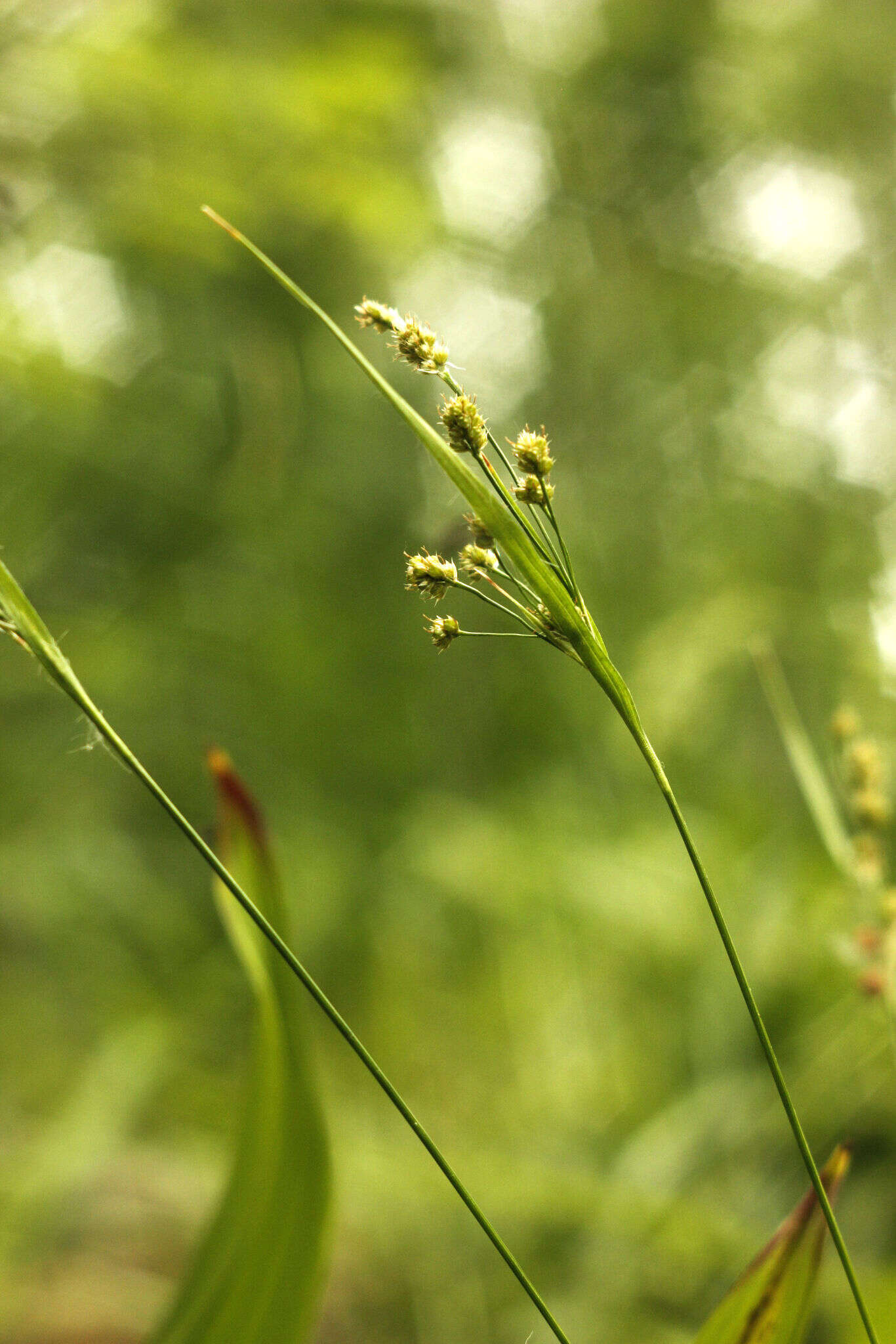 Plancia ëd Luzula pallescens Sw.