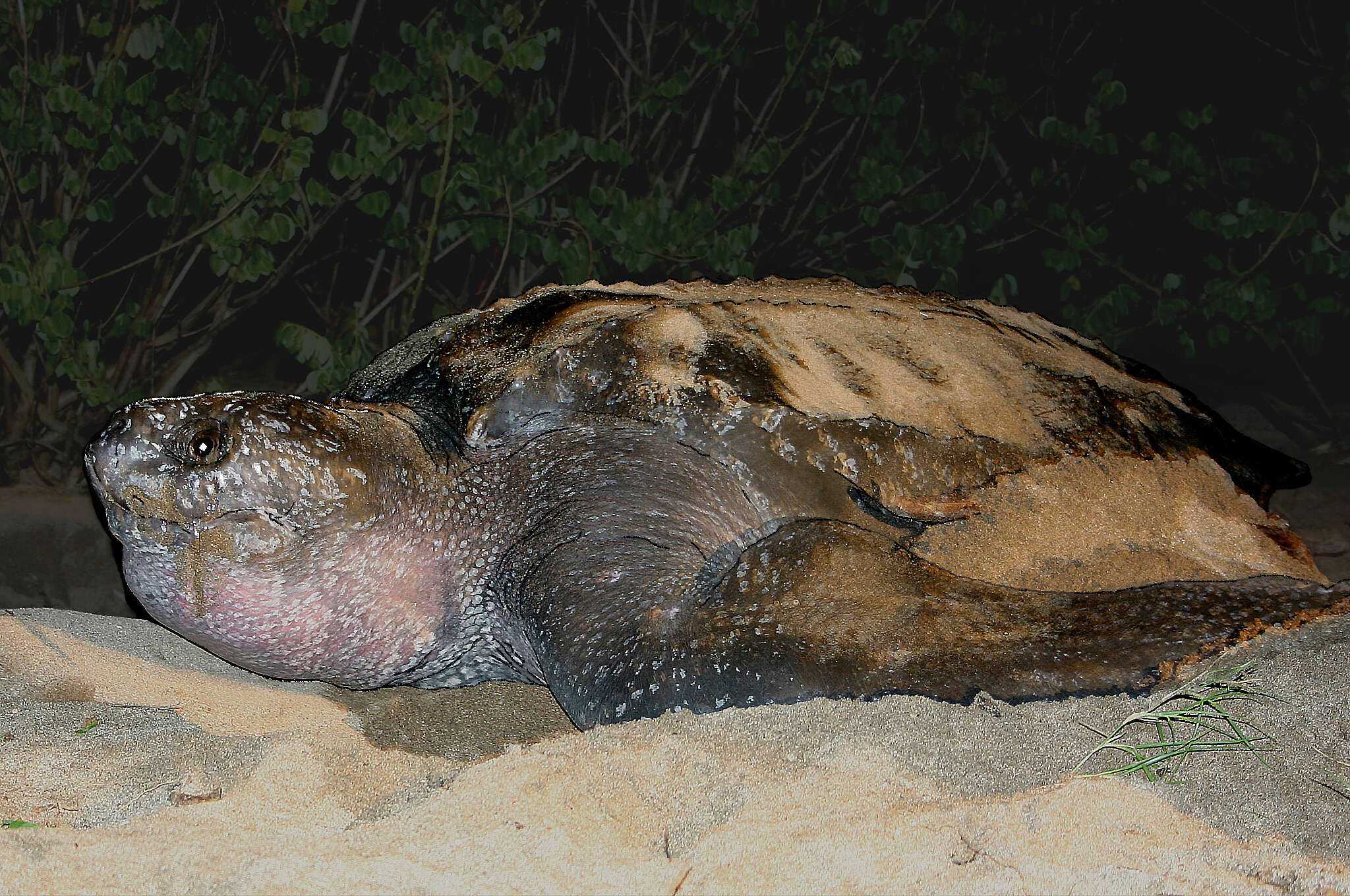 Image of Leatherback sea turtle