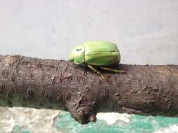 Imagem de Chrysina laniventris (Sturm 1843)