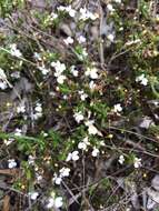 Image of Stylidium repens R. Br.