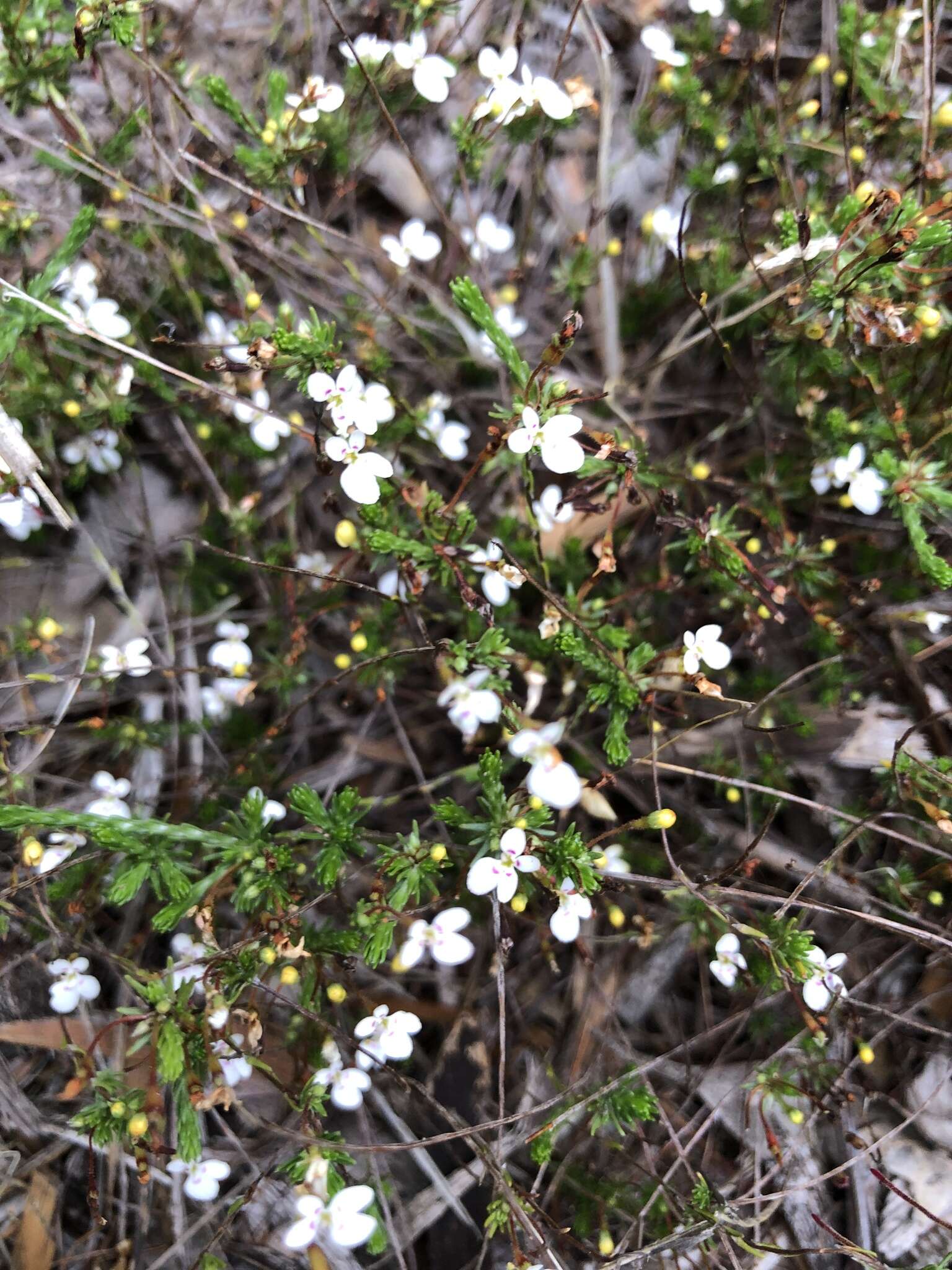 Image of Stylidium repens R. Br.