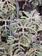 Image of bommeria fern