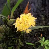 Image of Maxillaria pseudoneglecta J. T. Atwood