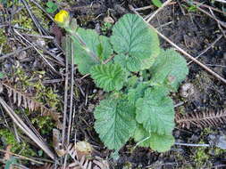 Image of Geum sylvaticum Pourret