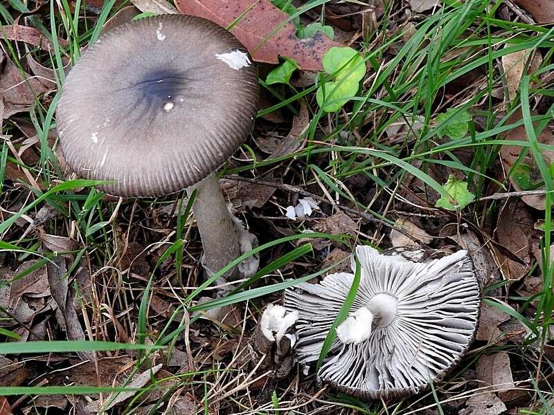 Image of Amanita cheelii P. M. Kirk 2013