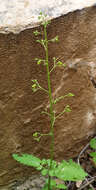 Image of Scrophularia nabataeorum Eig