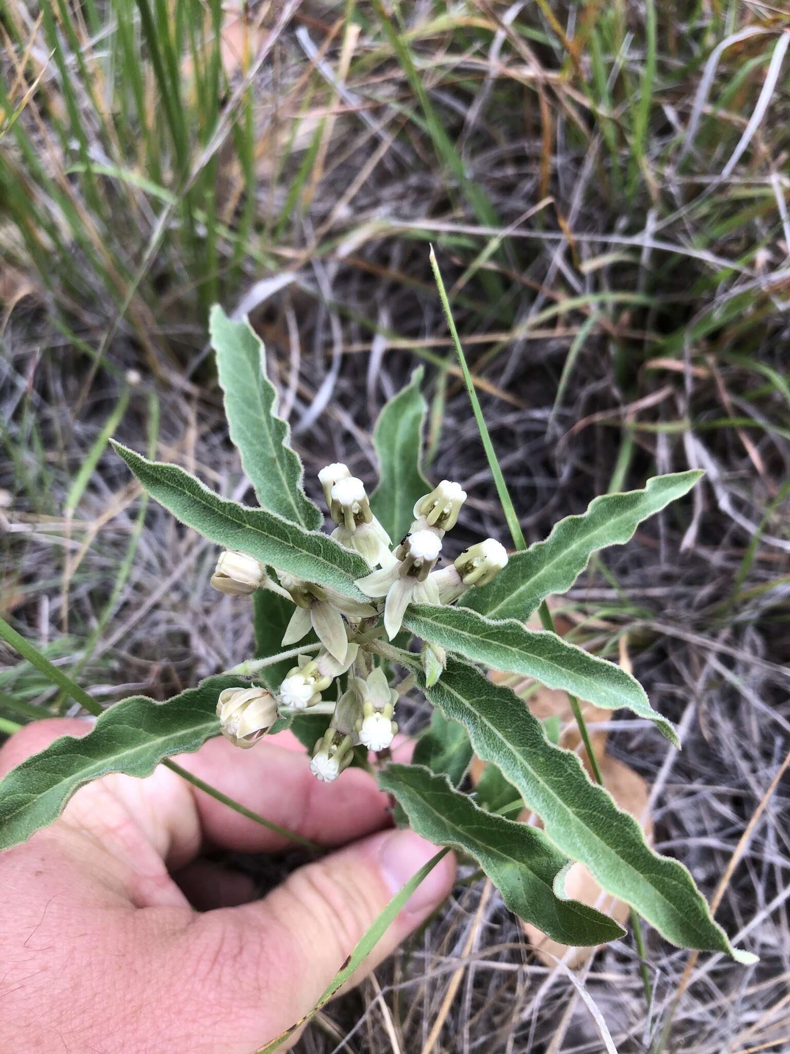 Plancia ëd Asclepias emoryi (Greene) Tidestr.