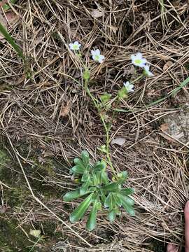 Image of Saxifraga paniculata subsp. cartilaginea (Willd.) D. A. Webb