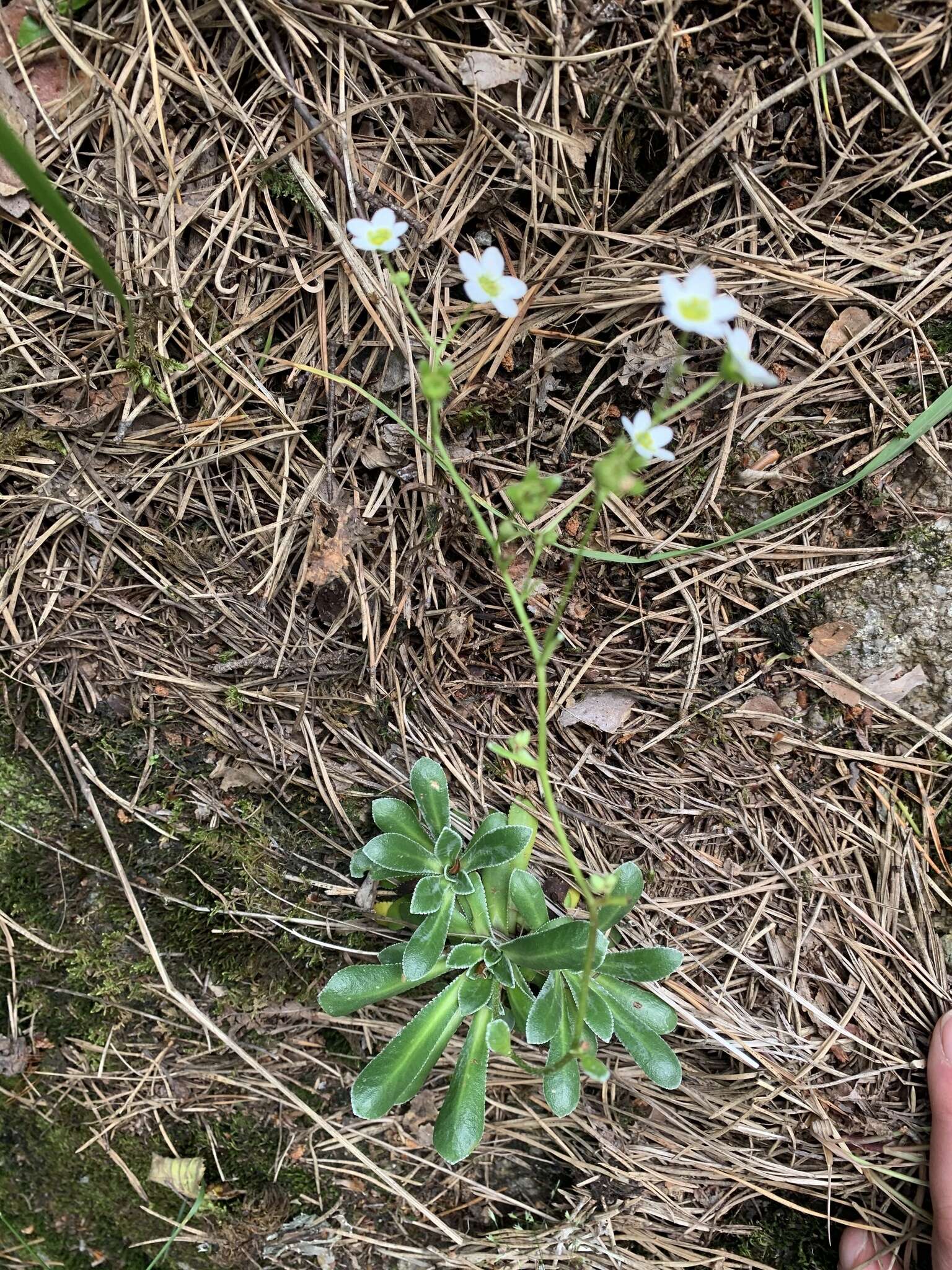 Image of Saxifraga paniculata subsp. cartilaginea (Willd.) D. A. Webb