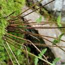 Image of Laurent's cliff fern