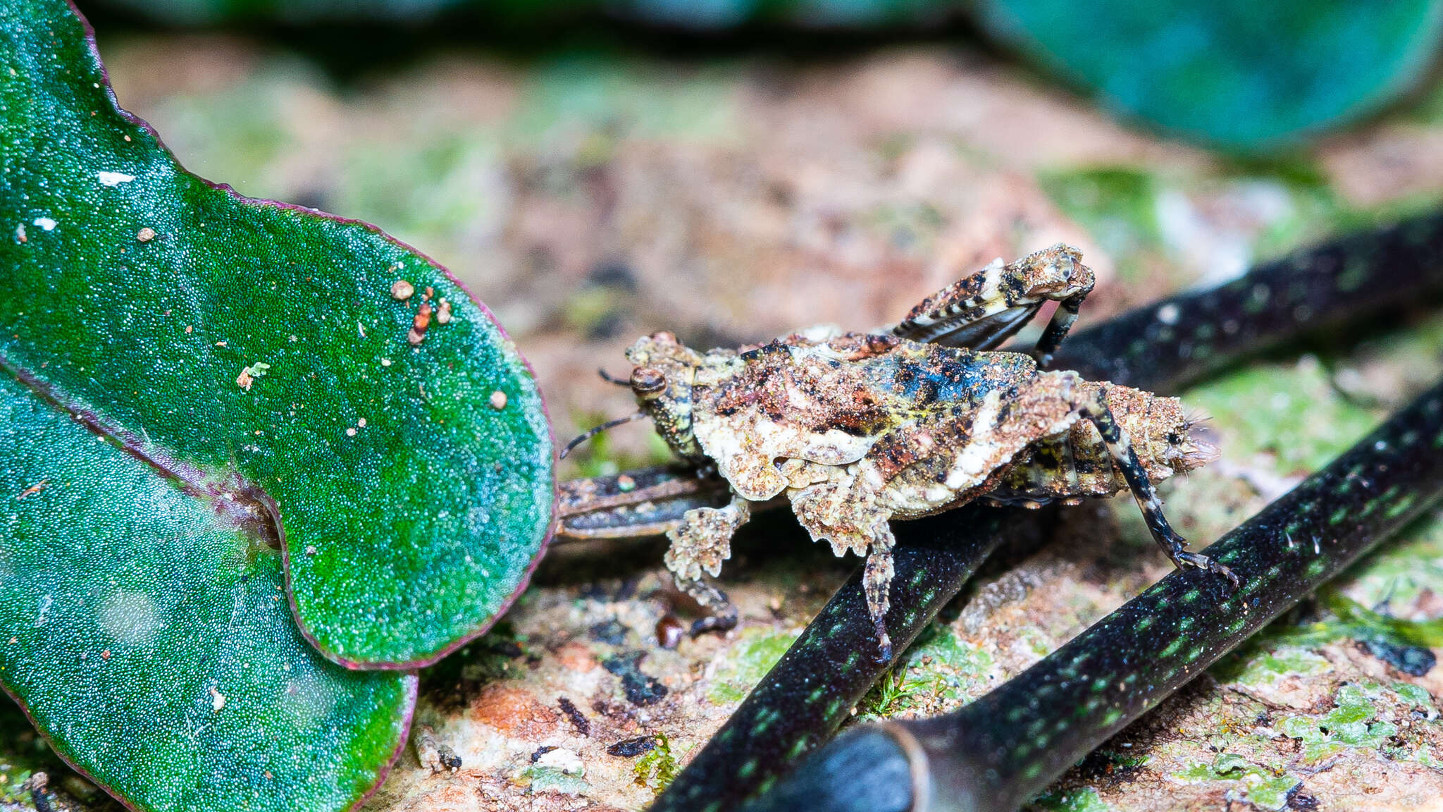 Image of Eurymorphopus bolivariensis Tumbrinck 2014