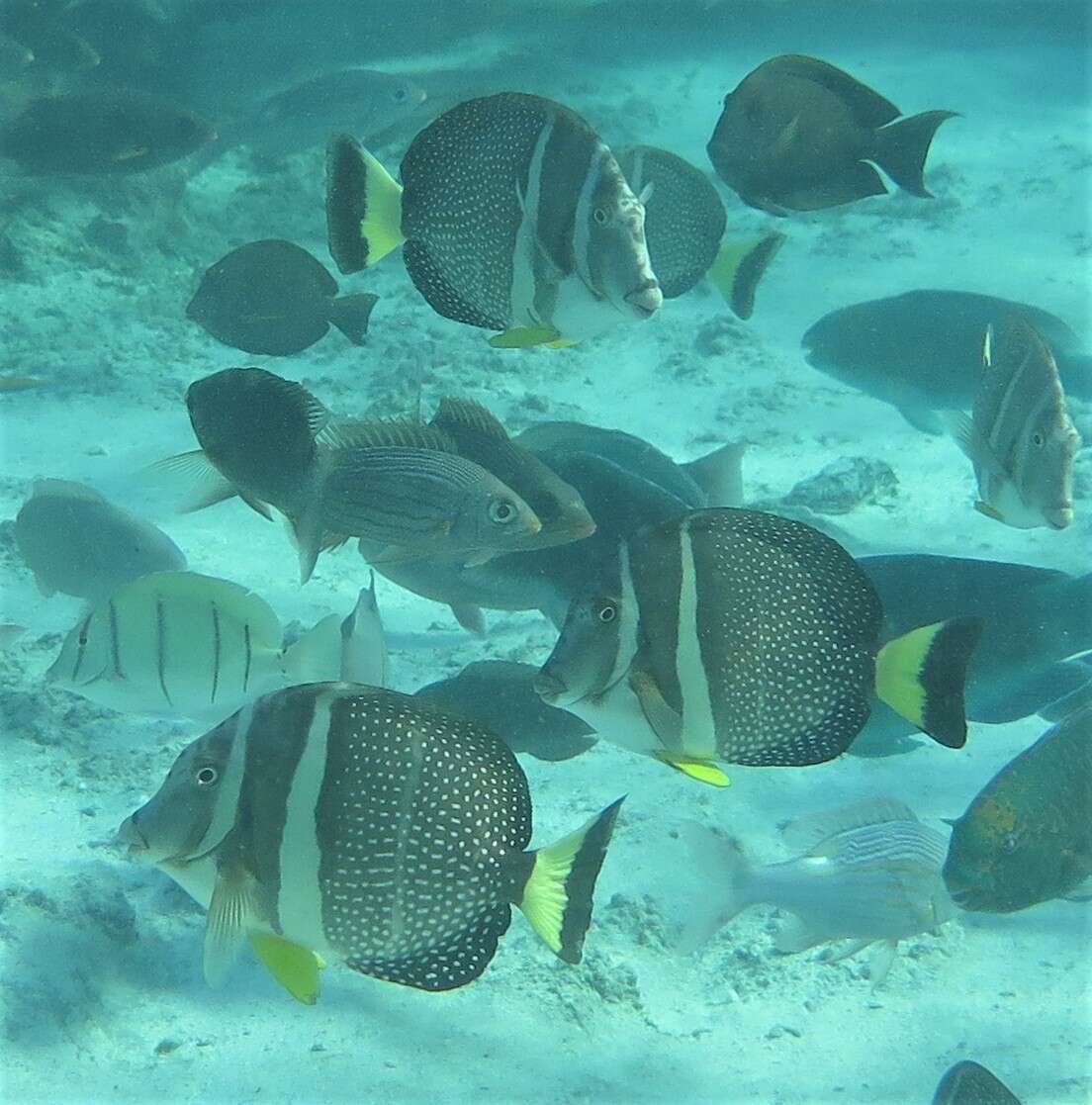 Image of Mustard Surgeonfish