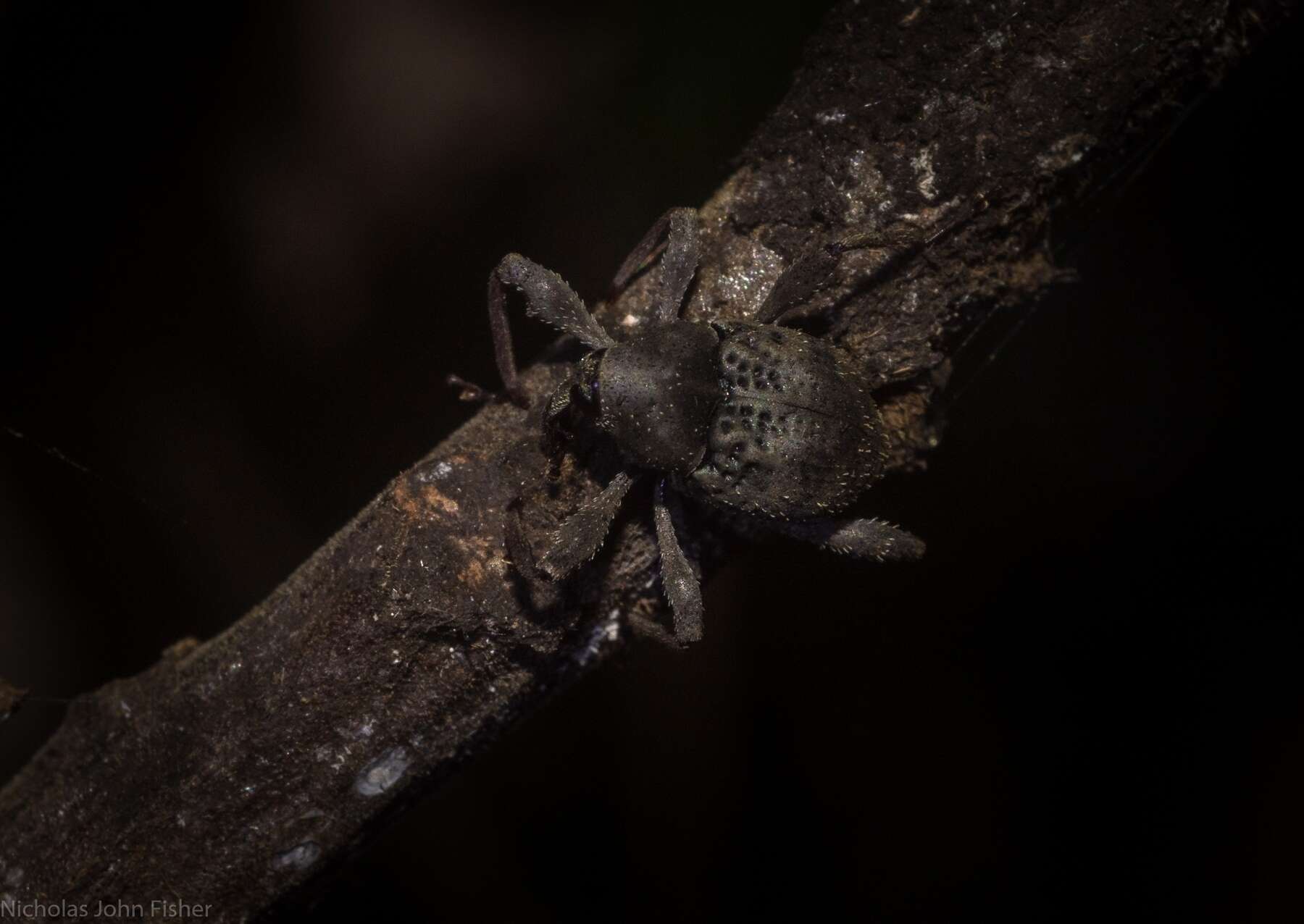 Image of Onidistus araneus Pascoe 1870