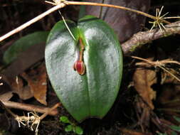 Image of Pleurothallis matudana C. Schweinf.