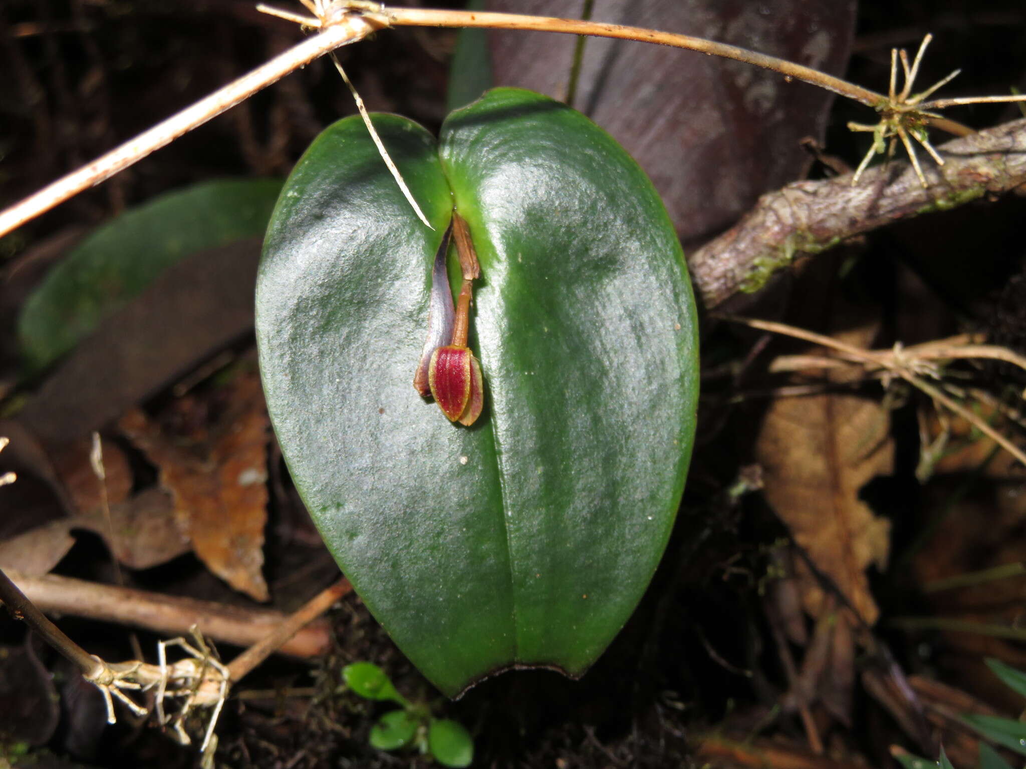 Image of Pleurothallis matudana C. Schweinf.