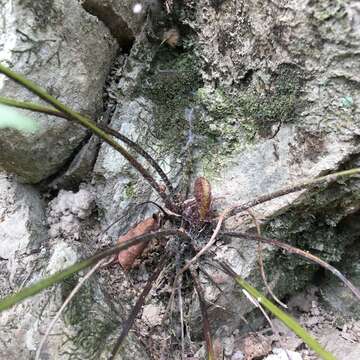 Image of Asplenium falcatum Lam.