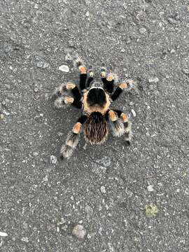 Image de Brachypelma hamorii Tesmoingt, Cleton & Verdez 1997