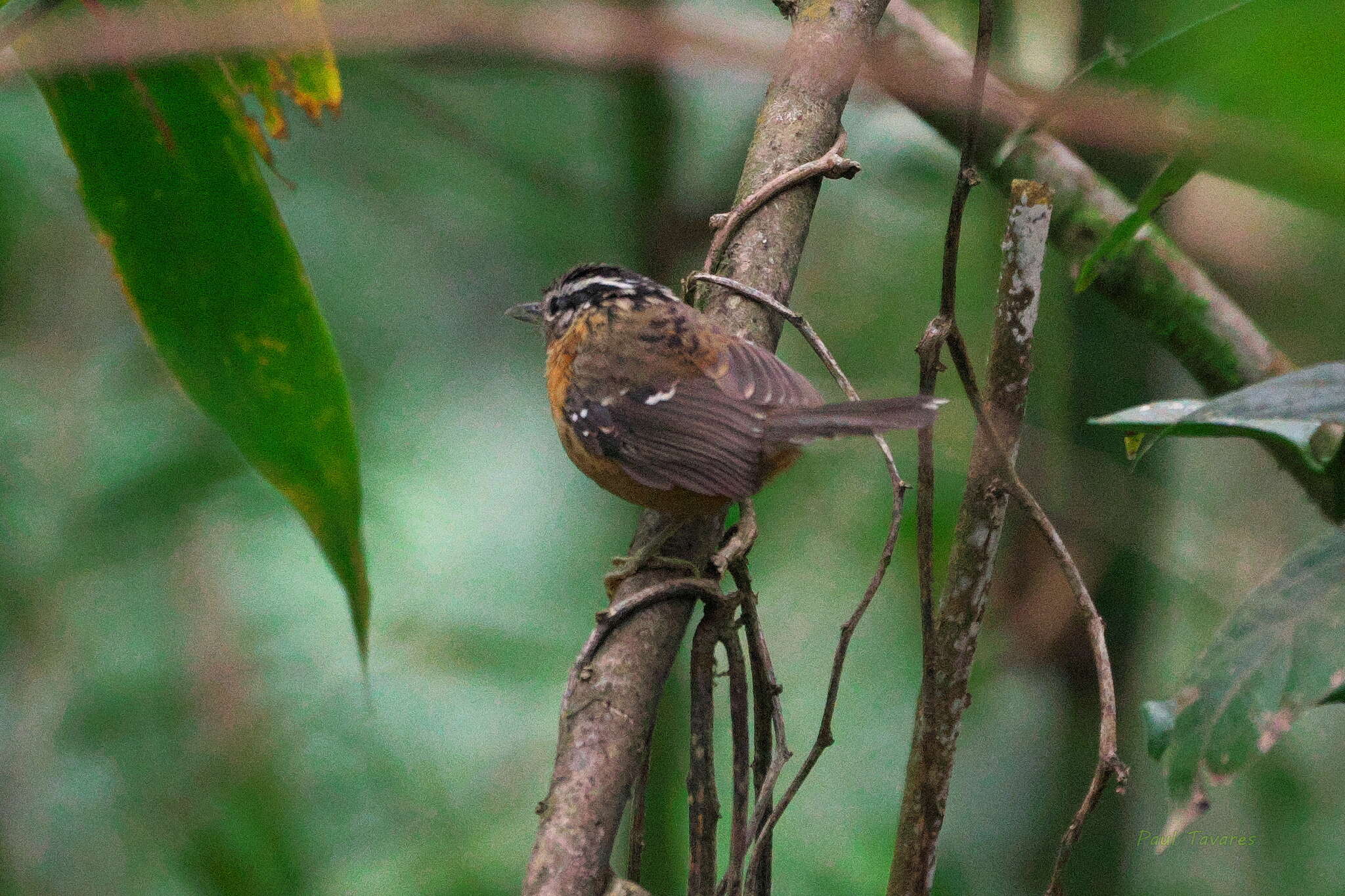 Image of Ferruginous Antbird