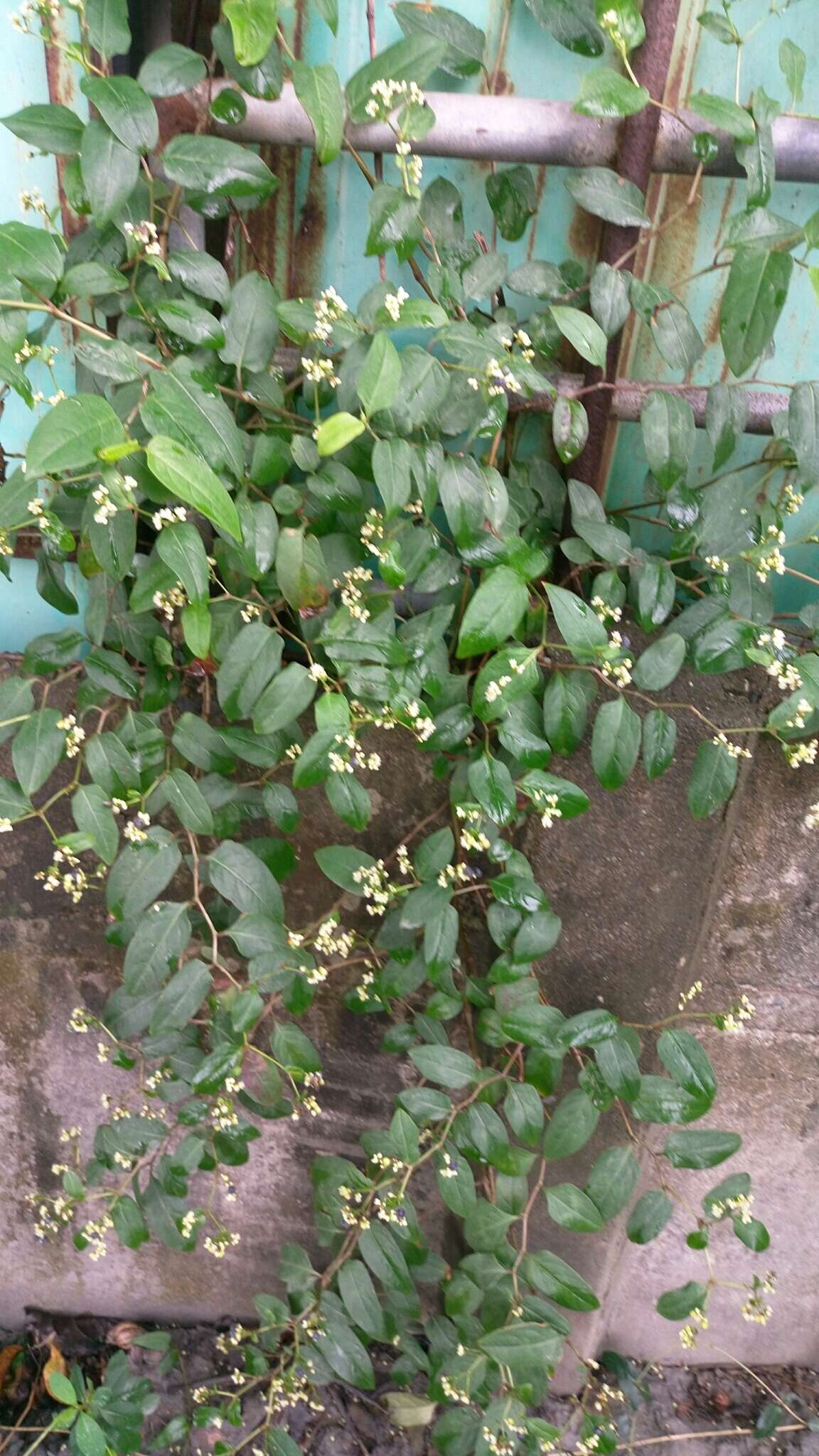 Sivun Persicaria chinensis (L.) Nakai kuva