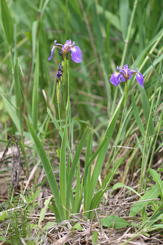 Plancia ëd Iris setosa Pall. ex Link