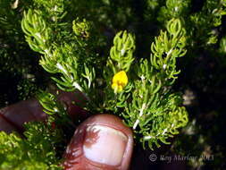 Image of Aspalathus sanguinea subsp. foliosa R. Dahlgren