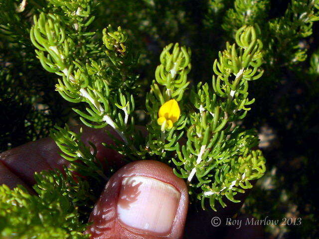 Plancia ëd Aspalathus sanguinea subsp. foliosa R. Dahlgren