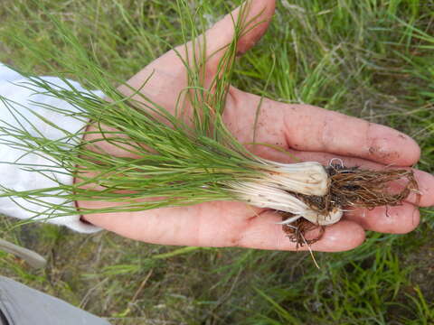 Image of Limestone Quillwort