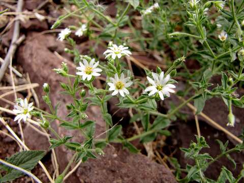 Image of Stellaria dichotoma L.