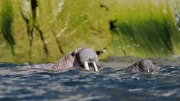 Image of Laptev Sea walrus