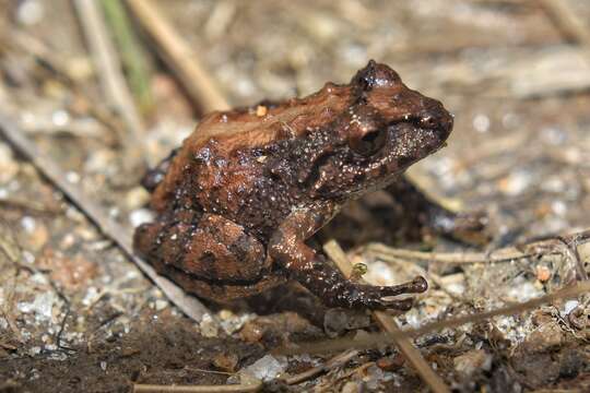 Image of Pristimantis parectatus (Lynch & Rueda-Almonacid 1998)