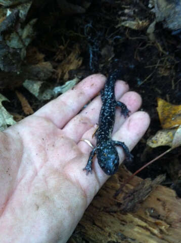 Image of White-spotted Slimy Salamander