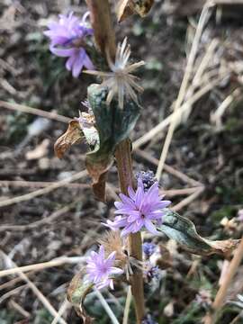 Plancia ëd Lessingia leptoclada A. Gray