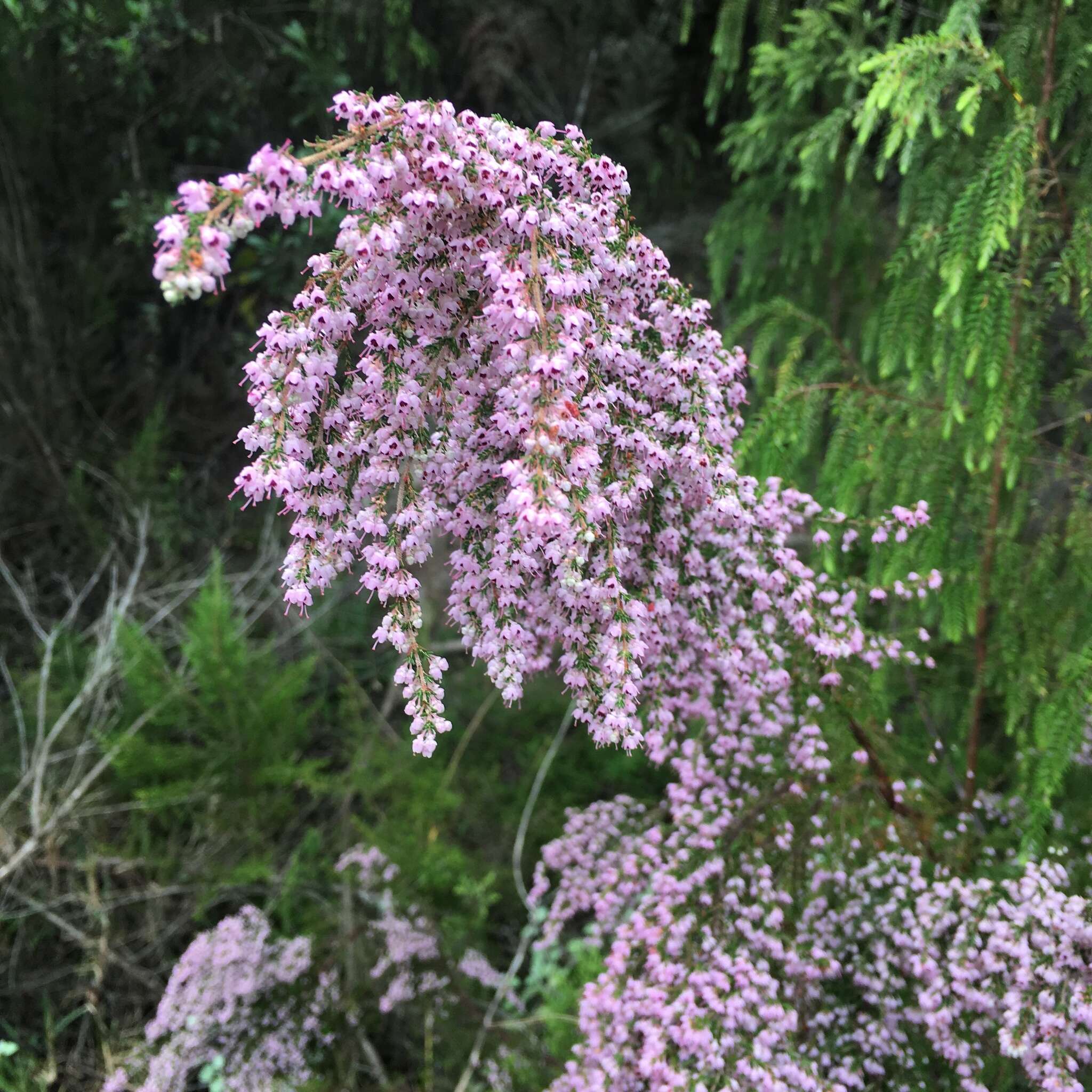 Image of hairy grey heather