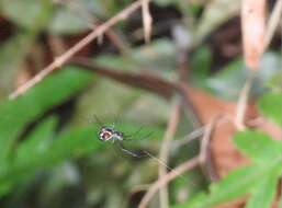 Image of Leucauge xiuying Zhu, Song & Zhang 2003