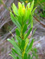 Image of Featherbush