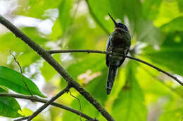 Image of Purplish Jacamar