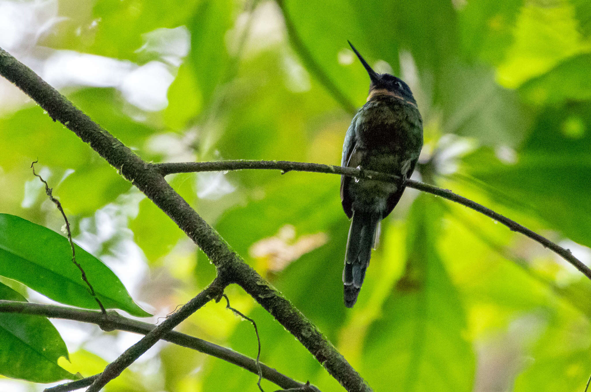 Image of Purplish Jacamar