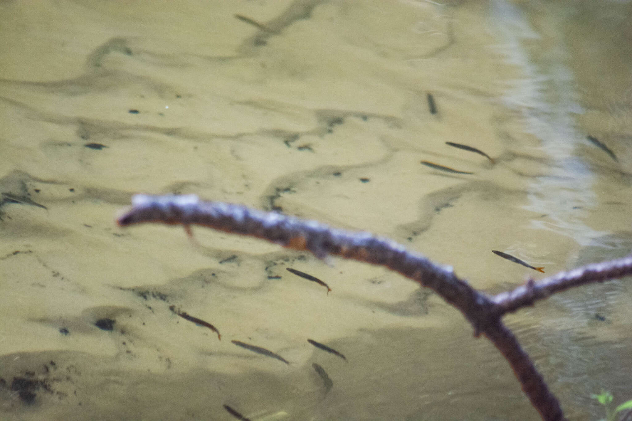 Image of Metallic Shiner